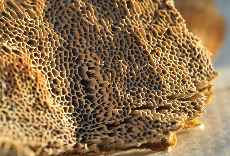 Aphyllophorales corso
